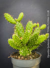 Opuntia Quitensis, red flowering, organically grown succulent plants and cactus for sale at TOMs FLOWer CLUB.