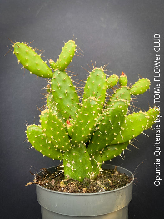 Opuntia Quitensis, red flowering, organically grown succulent plants and cactus for sale at TOMs FLOWer CLUB.
