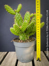 Opuntia Quitensis, red flowering, organically grown succulent plants and cactus for sale at TOMs FLOWer CLUB.