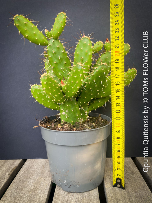 Opuntia Quitensis, red flowering, organically grown succulent plants and cactus for sale at TOMs FLOWer CLUB.