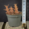 Orbea Decaisneana Hesperidum, organically grown succulent plants for sale at TOMs FLOWer CLUB.