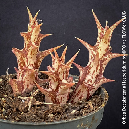 Orbea Decaisneana Hesperidum, organically grown succulent plants for sale at TOMs FLOWer CLUB.