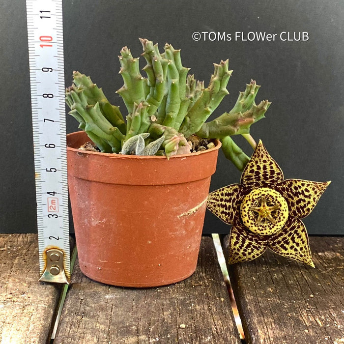 Stapelia Variegata, Orbea Variegata, organically grown succulent plants for sale at TOMs FLOWer CLUB.