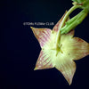 Stapelia Variegata, Orbea Variegata, organically grown succulent plants for sale at TOMs FLOWer CLUB.