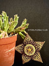 Stapelia Variegata, Orbea Variegata, organically grown succulent plants for sale at TOMs FLOWer CLUB.