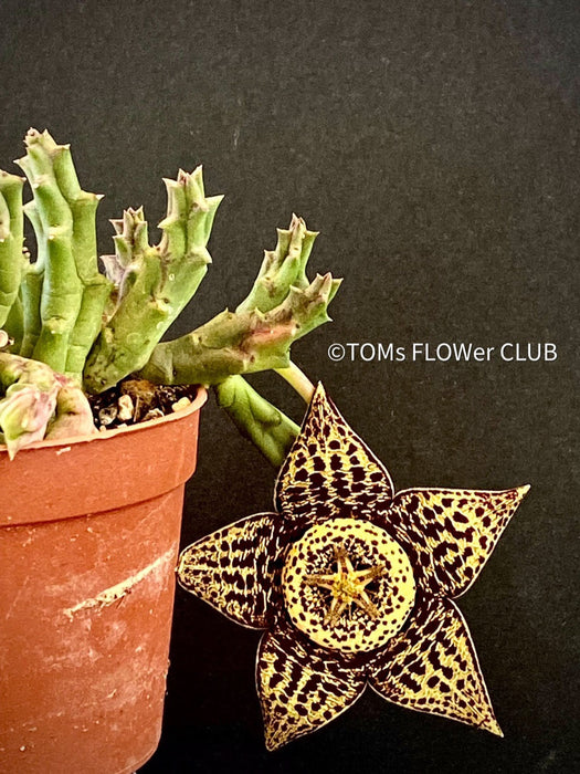 Stapelia Variegata, Orbea Variegata, organically grown succulent plants for sale at TOMs FLOWer CLUB.