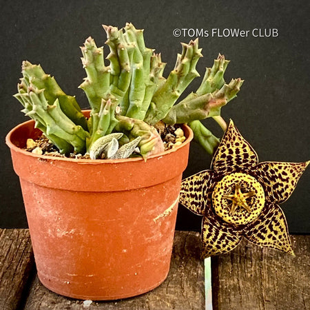 Stapelia Variegata, Orbea Variegata, organically grown succulent plants for sale at TOMs FLOWer CLUB.