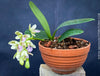 Sedirea Japonica, Phalenopsis Japonica, white flowering orchid, organically grown tropical plants for sale at TOMs FLOWer CLUB.