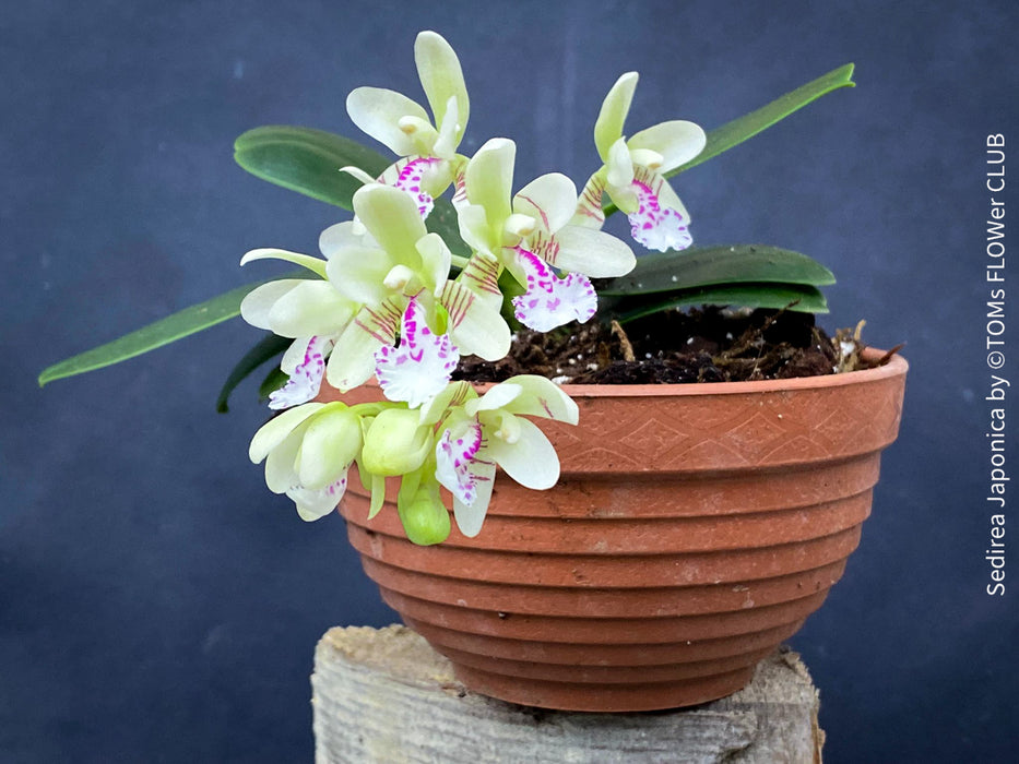 Sedirea Japonica, Phalenopsis Japonica, white flowering orchid, organically grown tropical plants for sale at TOMs FLOWer CLUB.