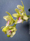 Sedirea Japonica, Phalenopsis Japonica, white flowering orchid, organically grown tropical plants for sale at TOMs FLOWer CLUB.