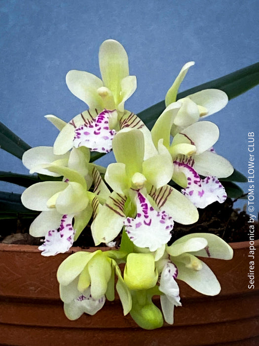 Sedirea Japonica, Phalenopsis Japonica, white flowering orchid, organically grown tropical plants for sale at TOMs FLOWer CLUB.