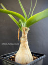 Ornithogalum Caudatum, Star of Bethlehem, Snake Lily, Meerzwiebel, Heilzwiebel, Heilpflanze, medicinal plant, organically grown caudex plants for sale at TOMs FLOWer CLUB.