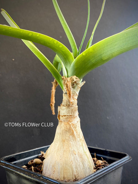 Ornithogalum Caudatum, Star of Bethlehem, Snake Lily, Meerzwiebel, Heilzwiebel, Heilpflanze, medicinal plant, organically grown caudex plants for sale at TOMs FLOWer CLUB.