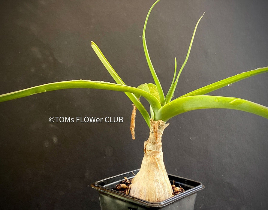 Ornithogalum Caudatum, Star of Bethlehem, Snake Lily, Meerzwiebel, Heilzwiebel, Heilpflanze, medicinal plant, organically grown caudex plants for sale at TOMs FLOWer CLUB.