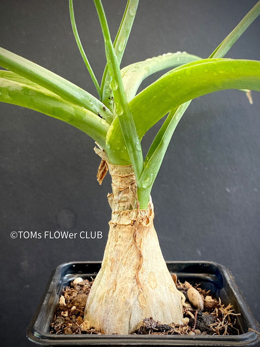 Ornithogalum Caudatum, Star of Bethlehem, Snake Lily, Meerzwiebel, Heilzwiebel, Heilpflanze, medicinal plant, organically grown caudex plants for sale at TOMs FLOWer CLUB.