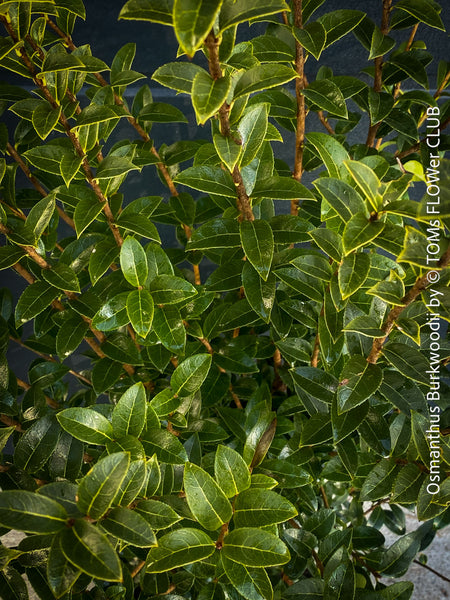 Osmanthus Burkwoodii, strongly fragrant, a cold-tolerant, hardy scrub, available at TOMs FLOWer CLUB. 