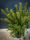 Osmanthus Burkwoodii, strongly fragrant, a cold-tolerant, hardy scrub, available at TOMs FLOWer CLUB. 