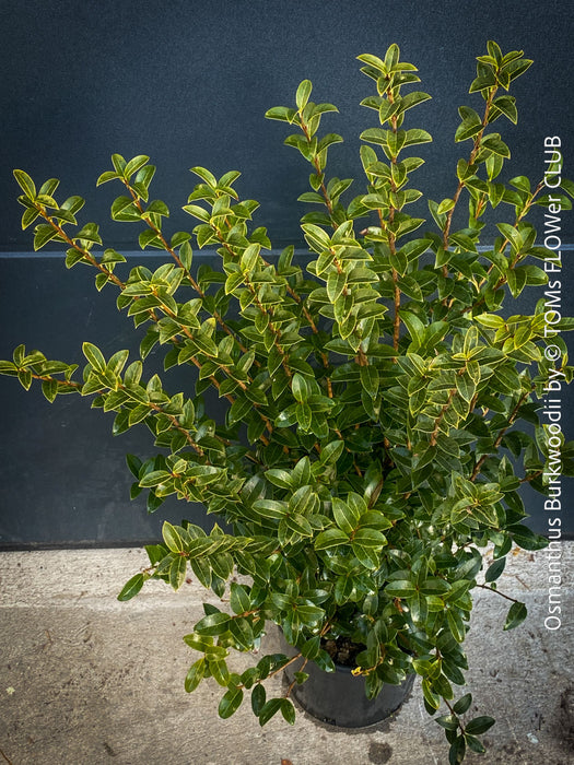 Osmanthus Burkwoodii, strongly fragrant, a cold-tolerant, hardy scrub, available at TOMs FLOWer CLUB. 