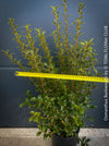 Osmanthus Burkwoodii, strongly fragrant, a cold-tolerant, hardy scrub, available at TOMs FLOWer CLUB. 