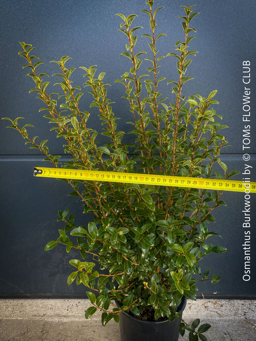 Osmanthus Burkwoodii, strongly fragrant, a cold-tolerant, hardy scrub, available at TOMs FLOWer CLUB. 