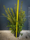 Osmanthus Burkwoodii, strongly fragrant, a cold-tolerant, hardy scrub, available at TOMs FLOWer CLUB. 