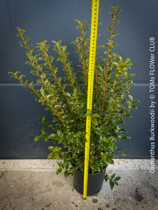 Osmanthus Burkwoodii, strongly fragrant, a cold-tolerant, hardy scrub, available at TOMs FLOWer CLUB. 