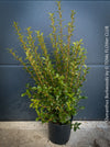 Osmanthus Burkwoodii, strongly fragrant, a cold-tolerant, hardy scrub, available at TOMs FLOWer CLUB. 