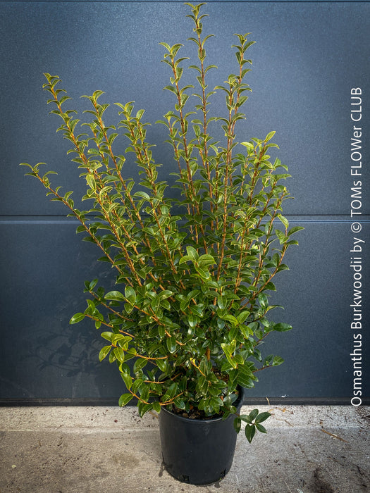 Osmanthus Burkwoodii, strongly fragrant, a cold-tolerant, hardy scrub, available at TOMs FLOWer CLUB. 