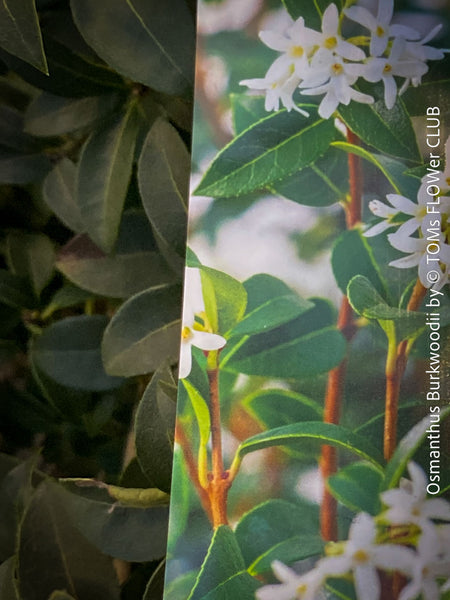 Osmanthus Burkwoodii, strongly fragrant, a cold-tolerant, hardy scrub, available at TOMs FLOWer CLUB. 