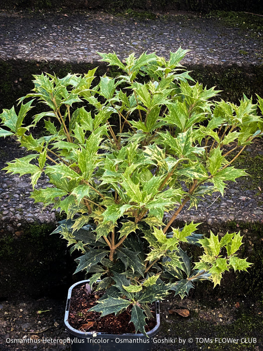 Osmanthus heterophyllus ‘Tricolor’ from TOMs FLOWer CLUB shown as a compact, well-structured evergreen shrub with finely marbled foliage in cream, soft green and blush pink tones.