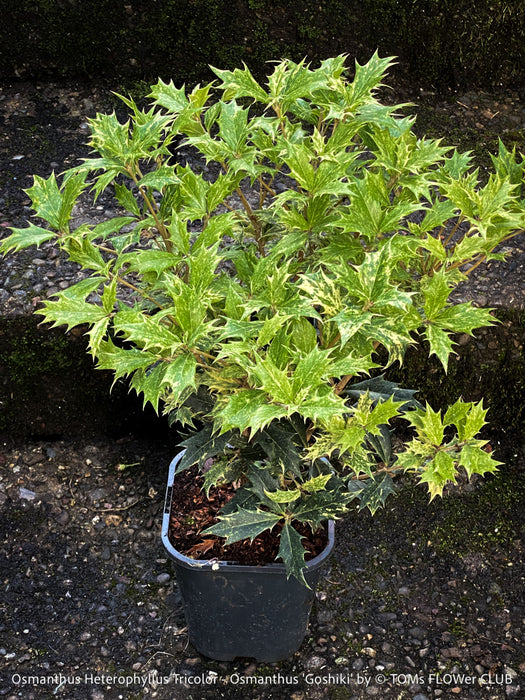 Close-up of Osmanthus ‘Goshiki’ leaves highlighting the intricate variegation pattern - mature foliage in speckled green and cream, with young growth softly flushed in apricot and pink.