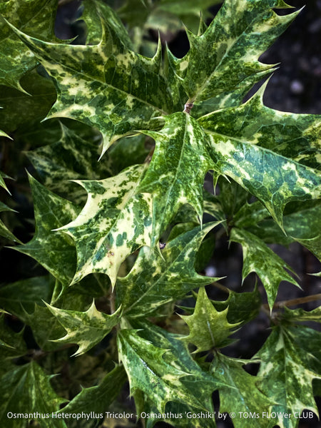 Top-view detail of Osmanthus heterophyllus ‘Tricolor’ showing dense, upright branching and the plant’s naturally tidy growth habit, cultivated organically at TOMs FLOWer CLUB.