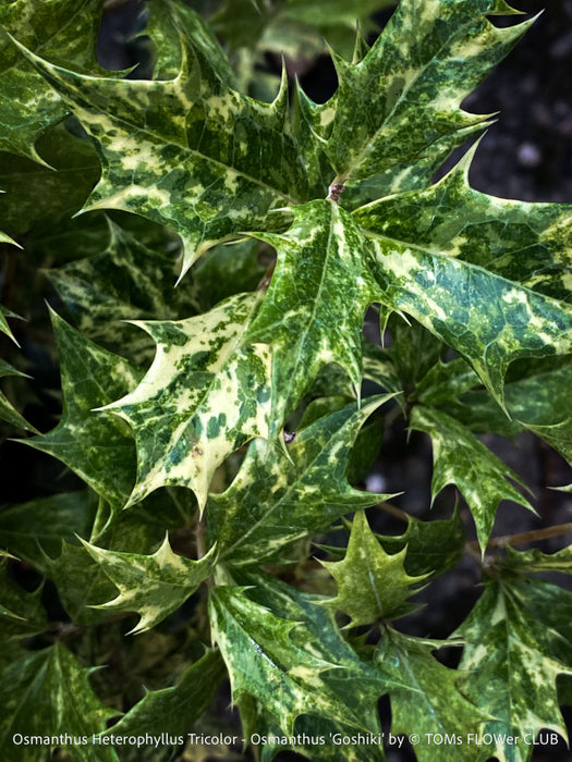 Top-view detail of Osmanthus heterophyllus ‘Tricolor’ showing dense, upright branching and the plant’s naturally tidy growth habit, cultivated organically at TOMs FLOWer CLUB.