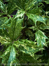 Side-angle photograph of the Osmanthus ‘Goshiki’ foliage capturing its holly-like texture and multi-toned colouring under natural light, emphasising the plant’s evergreen elegance.