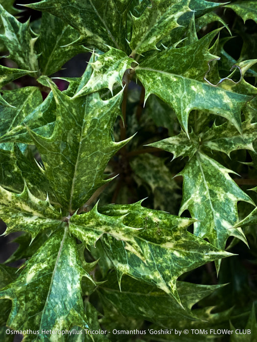 Side-angle photograph of the Osmanthus ‘Goshiki’ foliage capturing its holly-like texture and multi-toned colouring under natural light, emphasising the plant’s evergreen elegance.