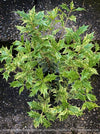 Full plant portrait of Osmanthus heterophyllus ‘Tricolor’ in its nursery pot, displaying strong structure, vibrant variegation and slow-growing quality typical of TOMs FLOWer CLUB plants.
