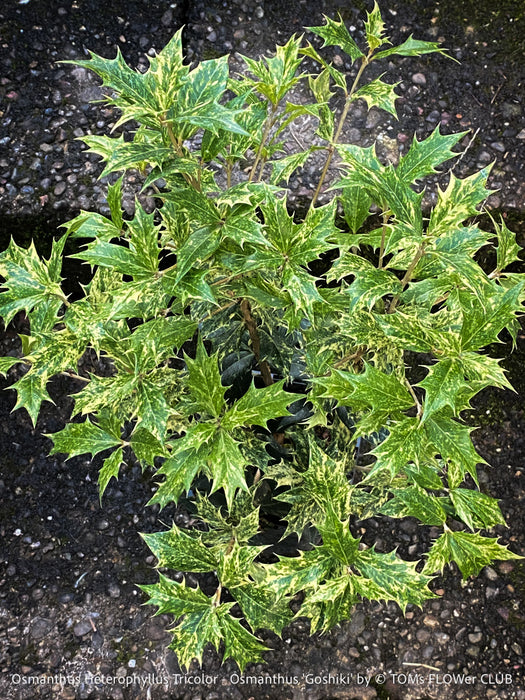 Full plant portrait of Osmanthus heterophyllus ‘Tricolor’ in its nursery pot, displaying strong structure, vibrant variegation and slow-growing quality typical of TOMs FLOWer CLUB plants.