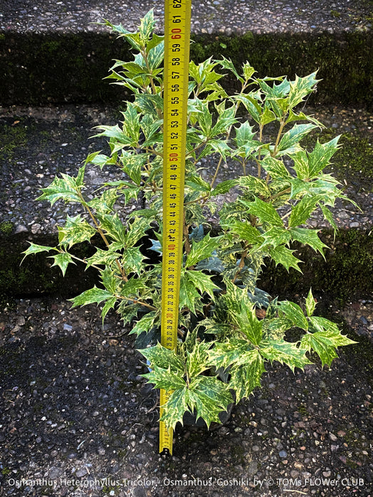 Macro detail of the variegated leaf margins of Osmanthus ‘Goshiki,’ showing crisp texture and subtle colour transitions, illustrating the botanical refinement of this evergreen cultivar.