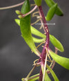 Othonna Capensis Ruby Necklace, Senecio, String of Pearls, organically grown succulent plants for sale at TOMs FLOWer CLUB.