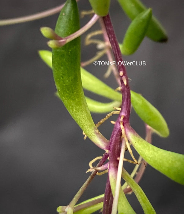 Othonna Capensis Ruby Necklace, Senecio, String of Pearls, organically grown succulent plants for sale at TOMs FLOWer CLUB.