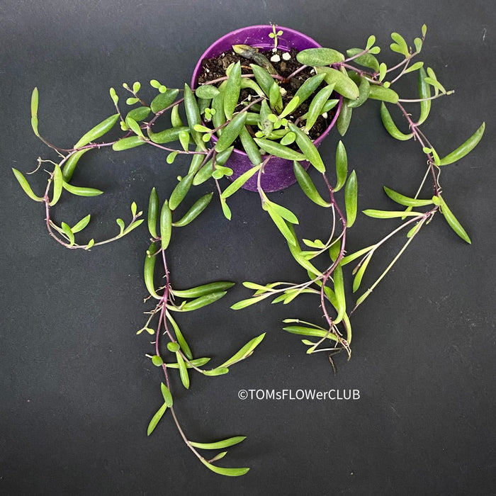 Othonna Capensis Ruby Necklace, Senecio, String of Pearls, organically grown succulent plants for sale at TOMs FLOWer CLUB.