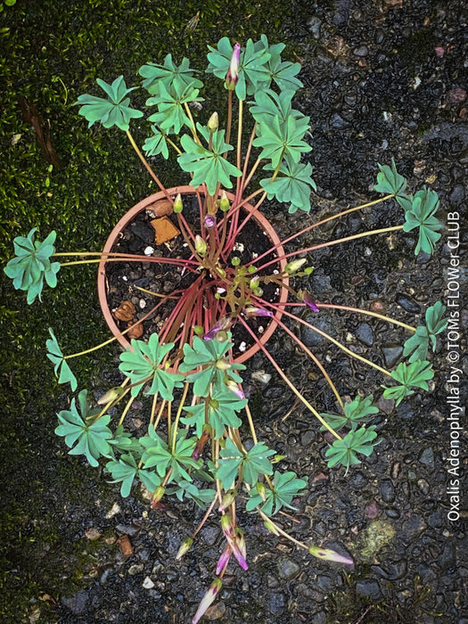 Oxalis Adenophylla, lucky clover, shamrock, chilenischer Oxalis oder silbernes Kleeblatt, organically grown plants for sale at TOMs FLOWer CLUB.