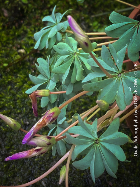 Oxalis Adenophylla, lucky clover, shamrock, chilenischer Oxalis oder silbernes Kleeblatt, organically grown plants for sale at TOMs FLOWer CLUB.