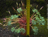Oxalis Adenophylla, lucky clover, shamrock, chilenischer Oxalis oder silbernes Kleeblatt, organically grown plants for sale at TOMs FLOWer CLUB.