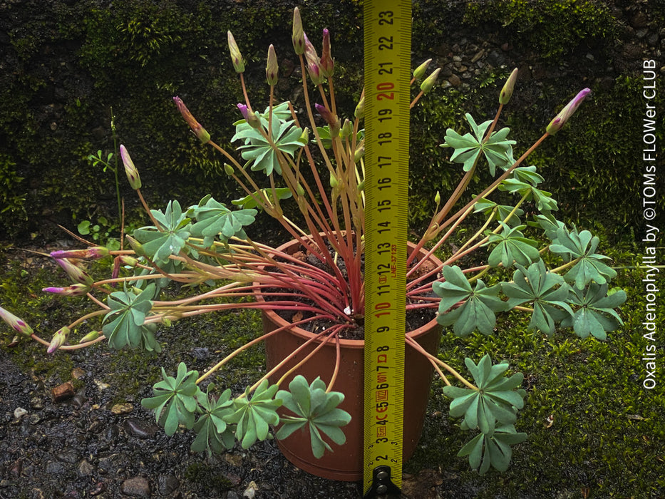 Oxalis Adenophylla, lucky clover, shamrock, chilenischer Oxalis oder silbernes Kleeblatt, organically grown plants for sale at TOMs FLOWer CLUB.