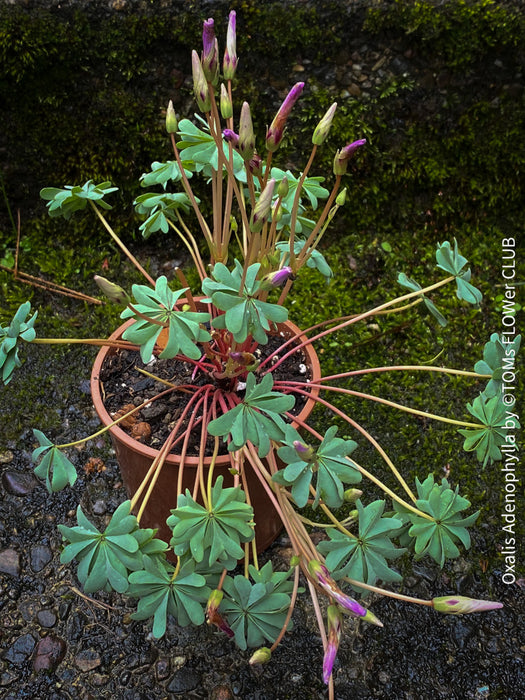 Oxalis Adenophylla, lucky clover, shamrock, chilenischer Oxalis oder silbernes Kleeblatt, organically grown plants for sale at TOMs FLOWer CLUB.