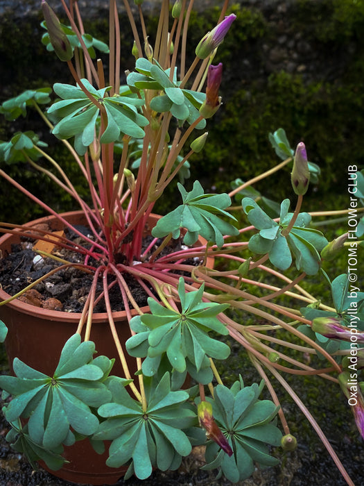 Oxalis Adenophylla, lucky clover, shamrock, chilenischer Oxalis oder silbernes Kleeblatt, organically grown plants for sale at TOMs FLOWer CLUB.