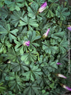 Oxalis Adenophylla, lucky clover, shamrock, chilenischer Oxalis oder silbernes Kleeblatt, organically grown plants for sale at TOMs FLOWer CLUB.