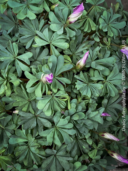 Oxalis Adenophylla, lucky clover, shamrock, chilenischer Oxalis oder silbernes Kleeblatt, organically grown plants for sale at TOMs FLOWer CLUB.