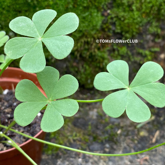 Oxalis Articulata Rubra, lucky clover, shamrock, organically grown plants for sale at TOMs FLOWer CLUB.